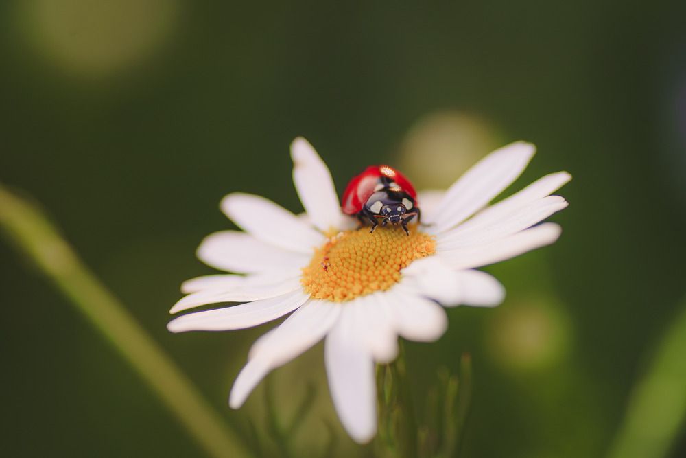 Photograph by Анна Бобкова