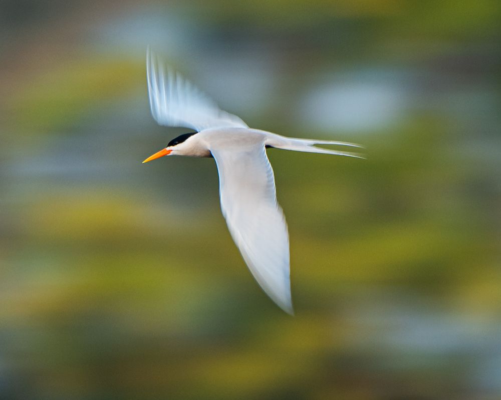 Photograph by Debashis Subudhi