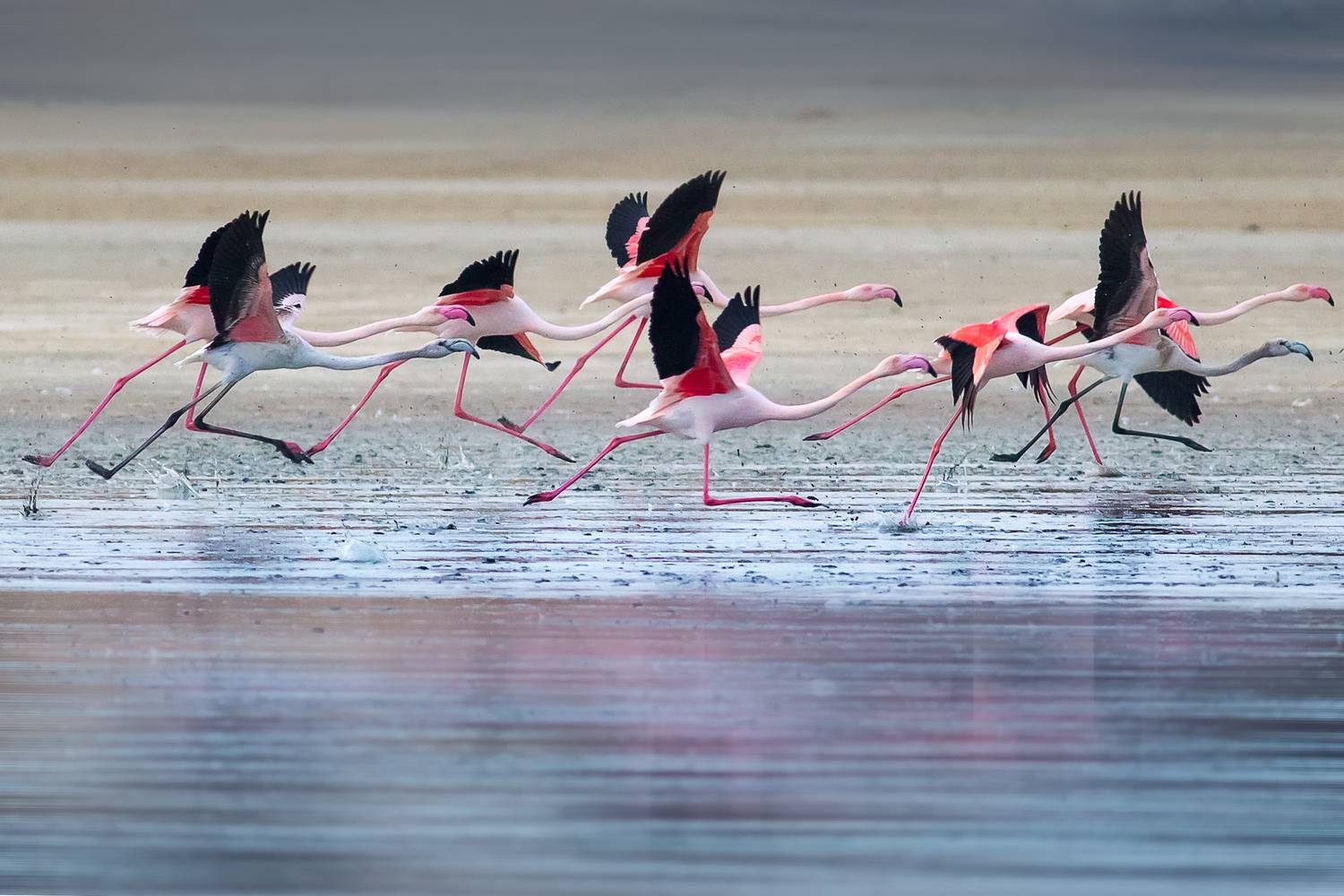 Фотография #13376836