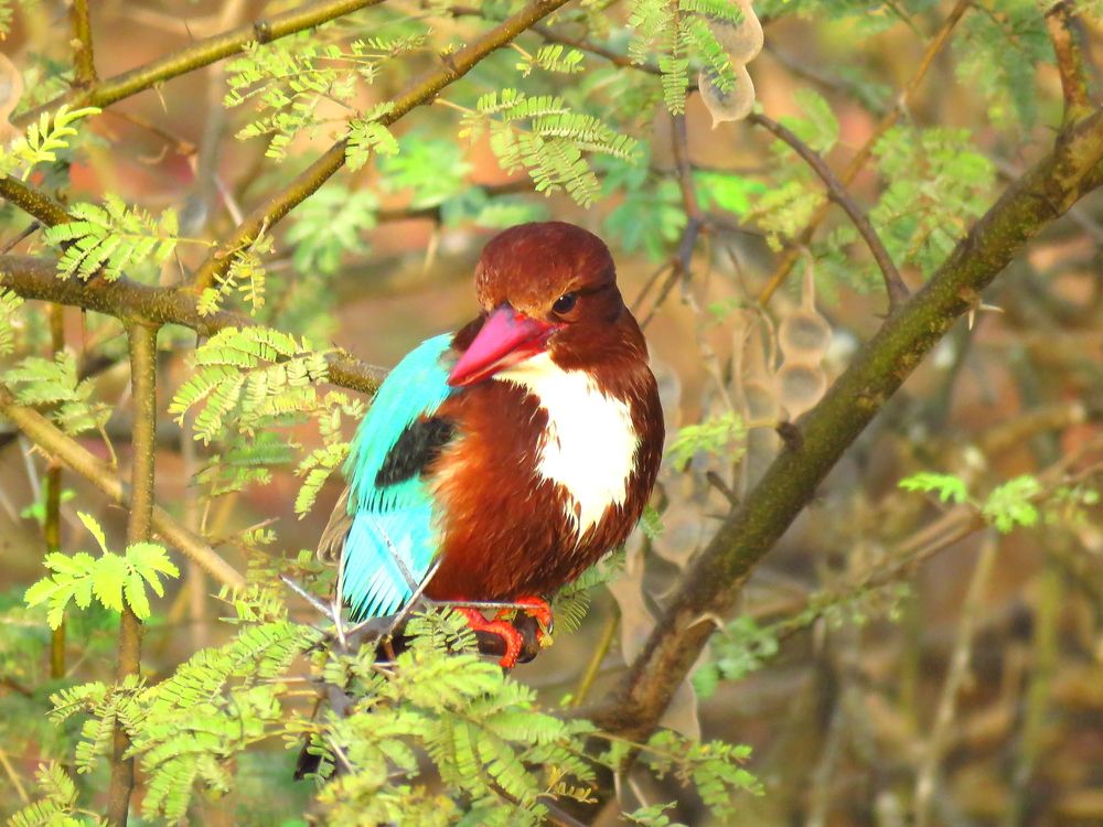Kingfisher looks on from a tree