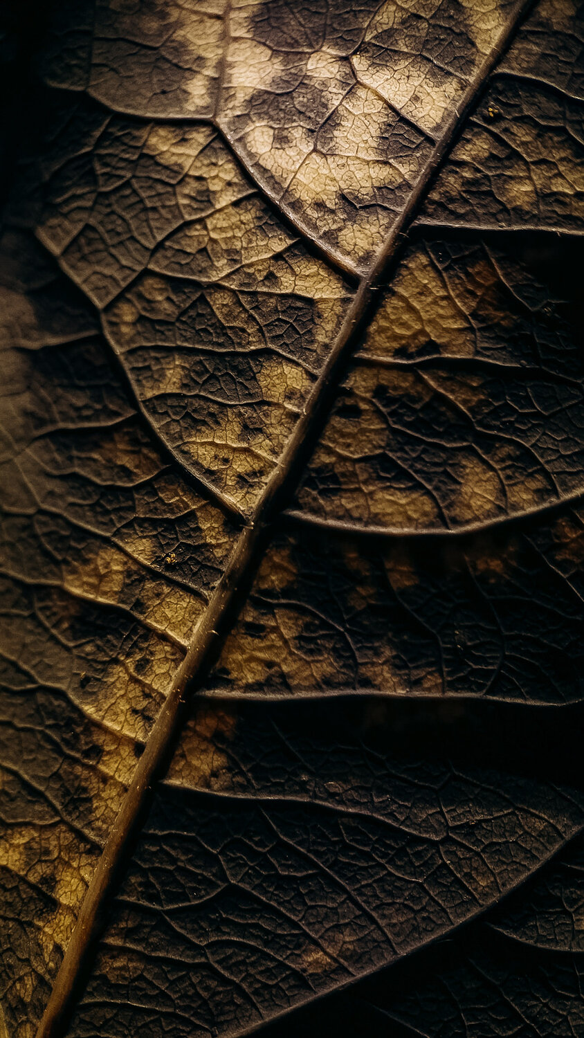 Photo #13377132