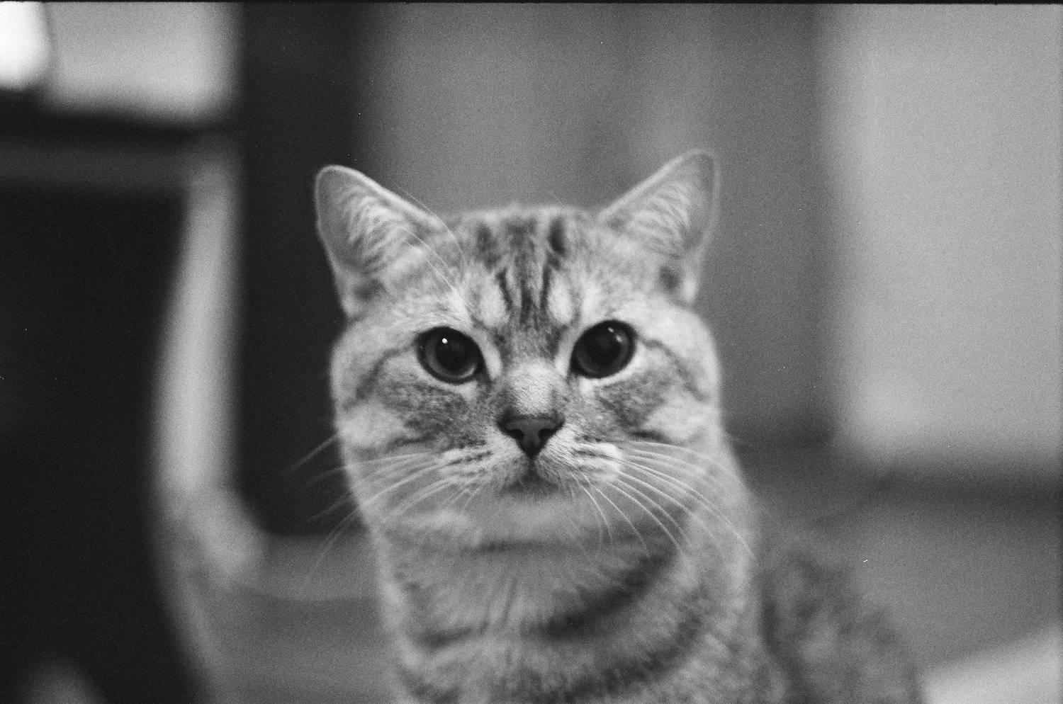 Cat\'s eyes Cat\'s eyes