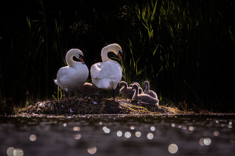 Photograph by Алёна Газукина