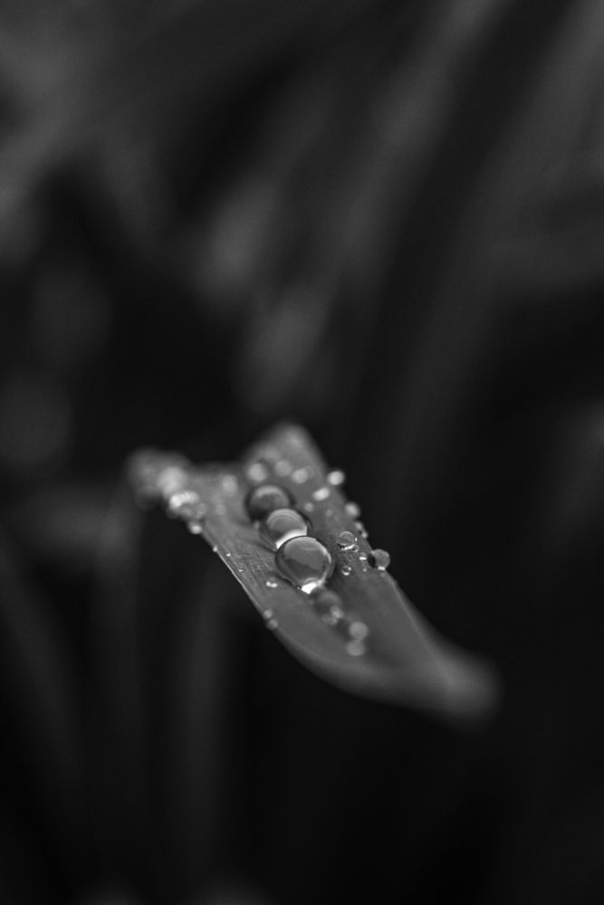Photograph by Елена