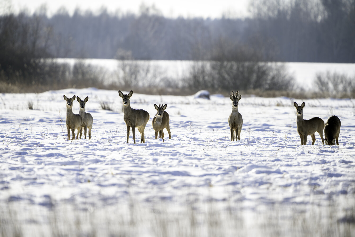 Photo #13377783