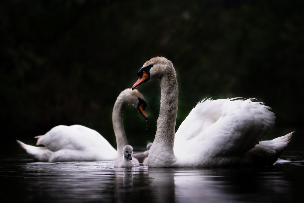 Photograph by Алёна Газукина