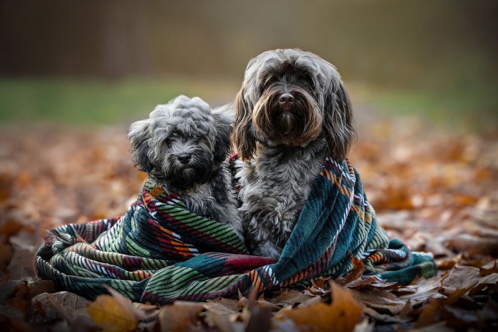 Two Brothers- Nico and Latte
