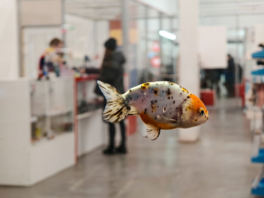 Photograph by Максим Кутсар