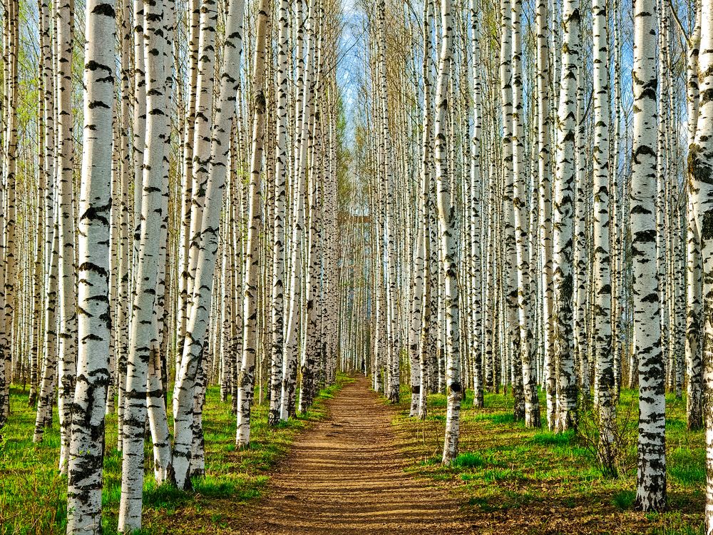 Photograph by Максим Кутсар