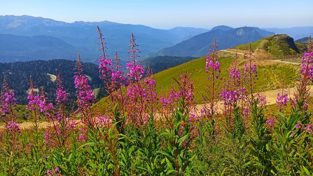 Краснополянский Иван-чай