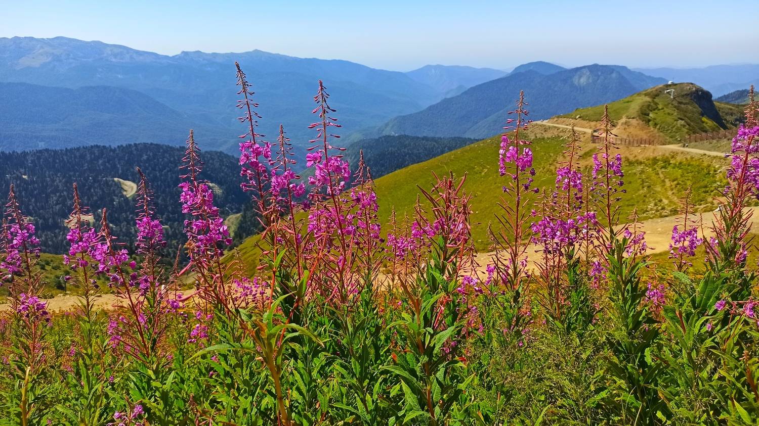 Краснополянский Иван-чай Краснополянский Иван-чай