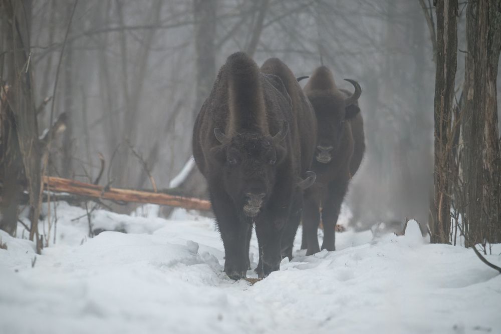 Photograph by Сергей Немцев