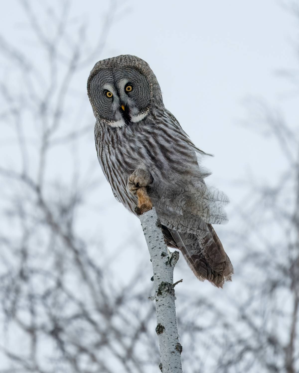 Бородатая неясыть / Strix nebulosa