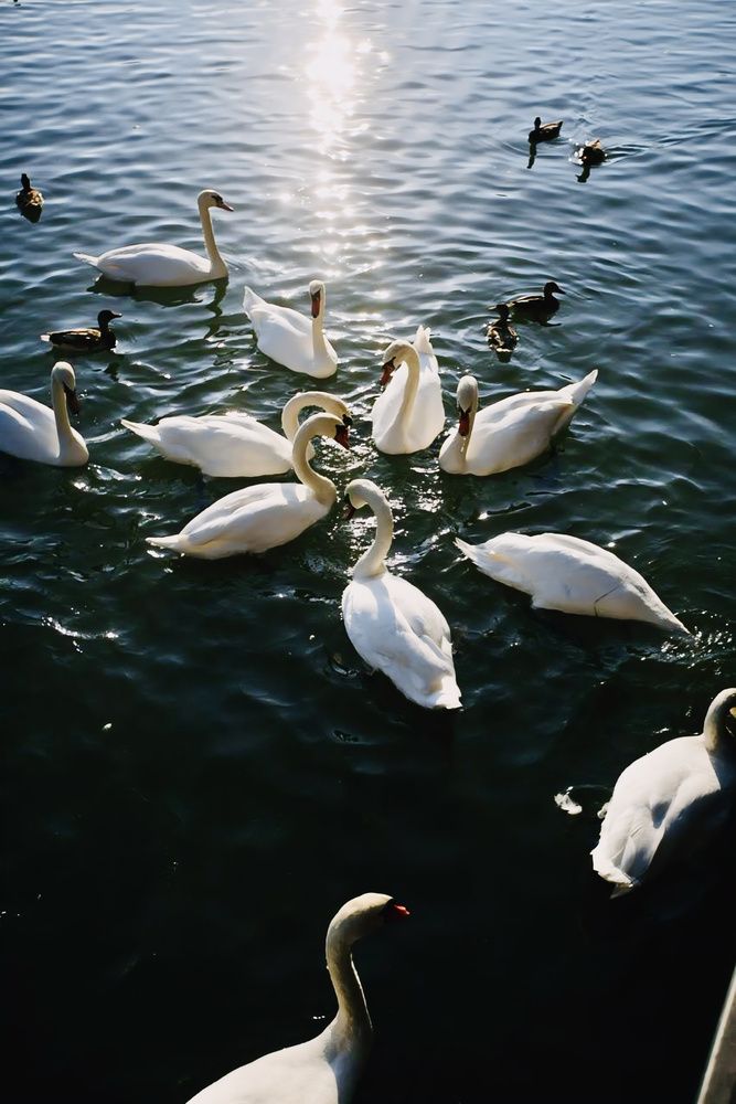 Photograph by Grigory Dudnichenko