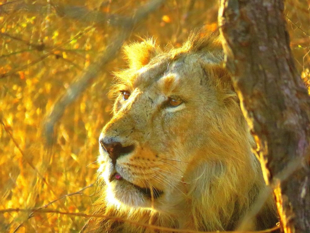 Male lion rests under tree