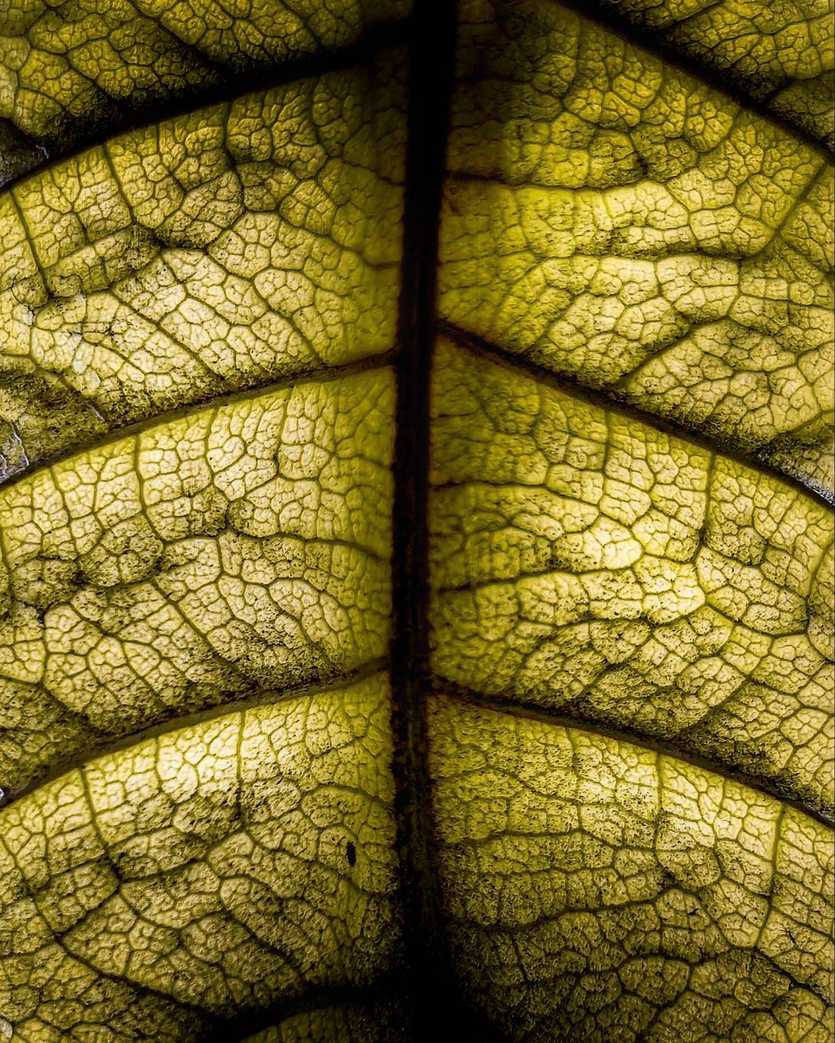 Veins of leaf