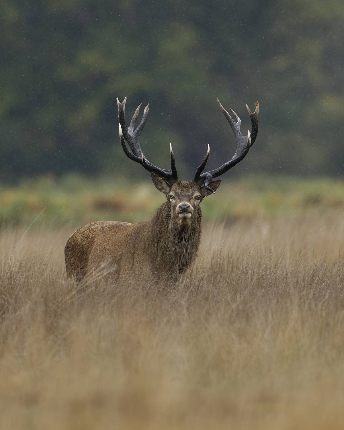 In the Rain In the Rain