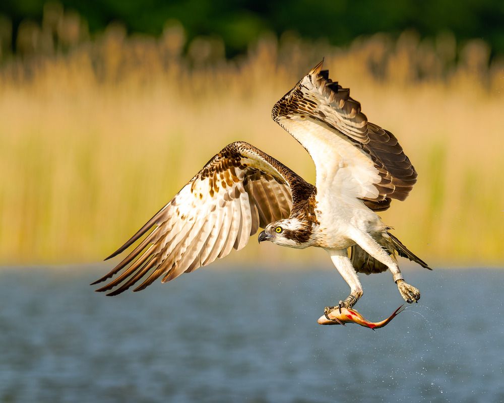Photograph by Ruzhdi Ibrahimi