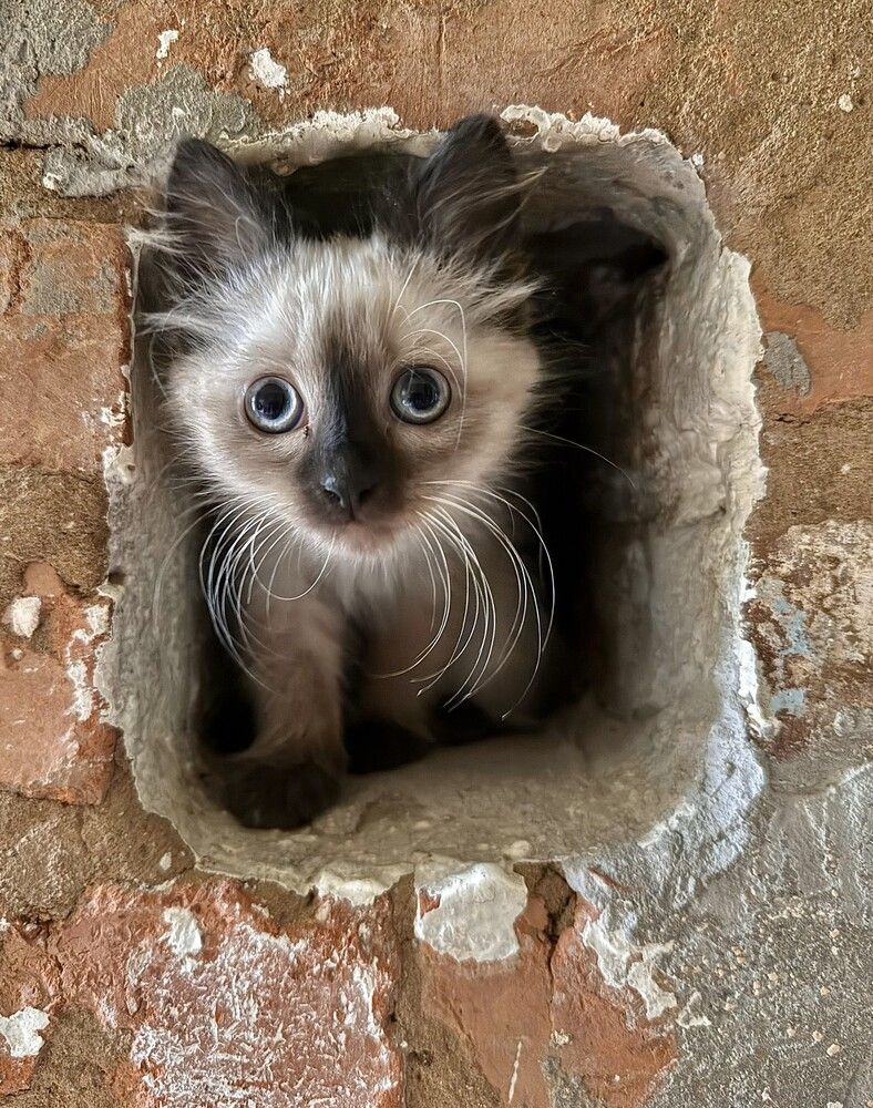 Котенок по имени Гав