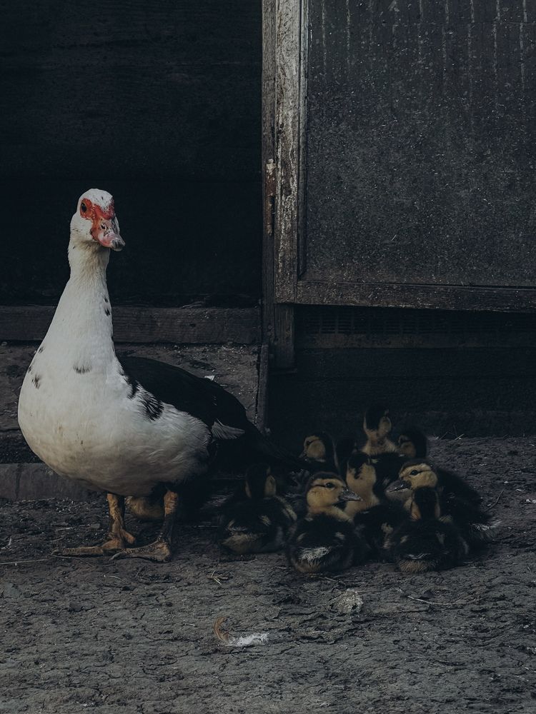 Photograph by Ксения Гулькова