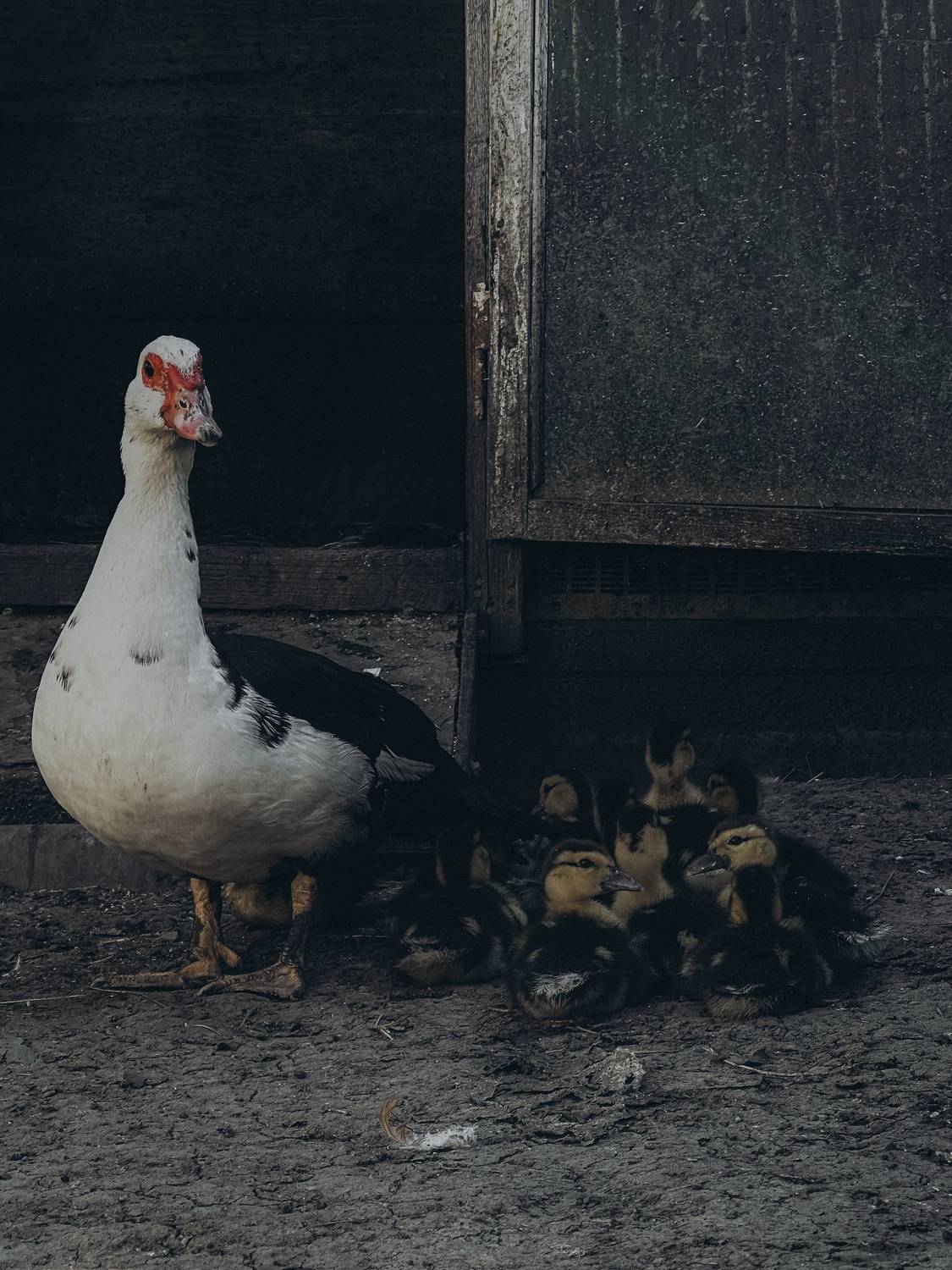 Фотография #13379202