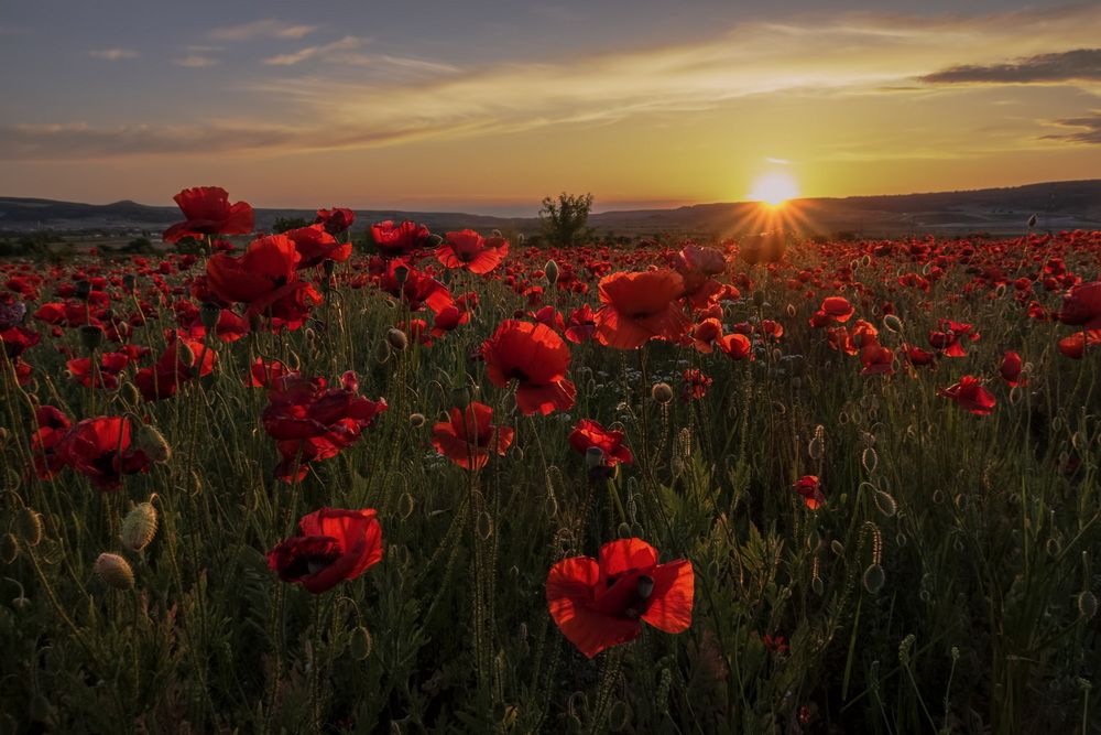 Закат на маковом поле