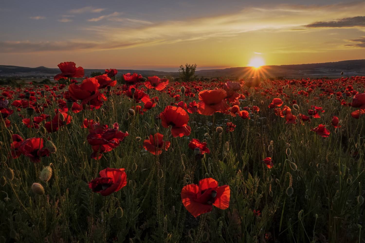 Закат на маковом поле
