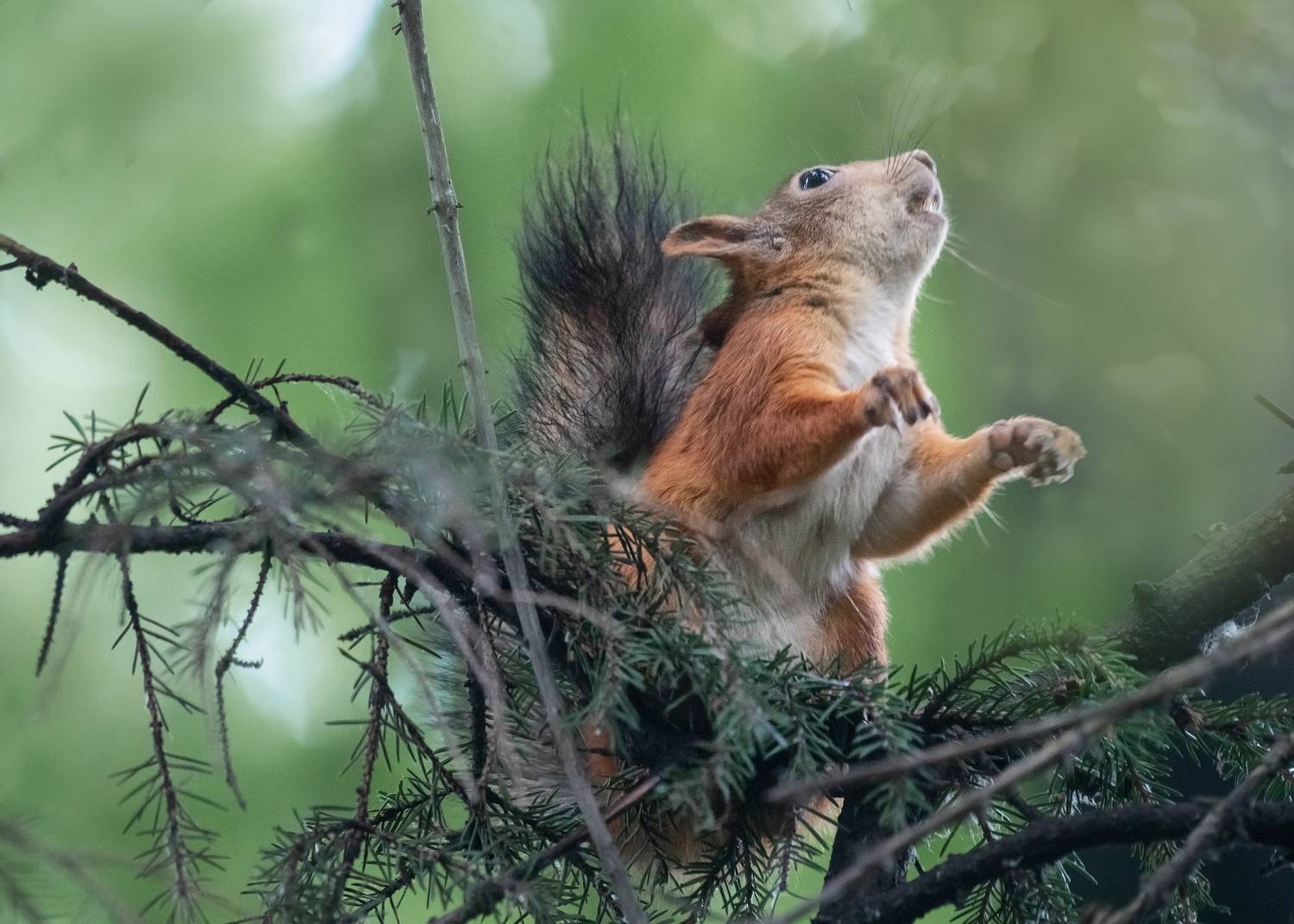 Фотография #13379444