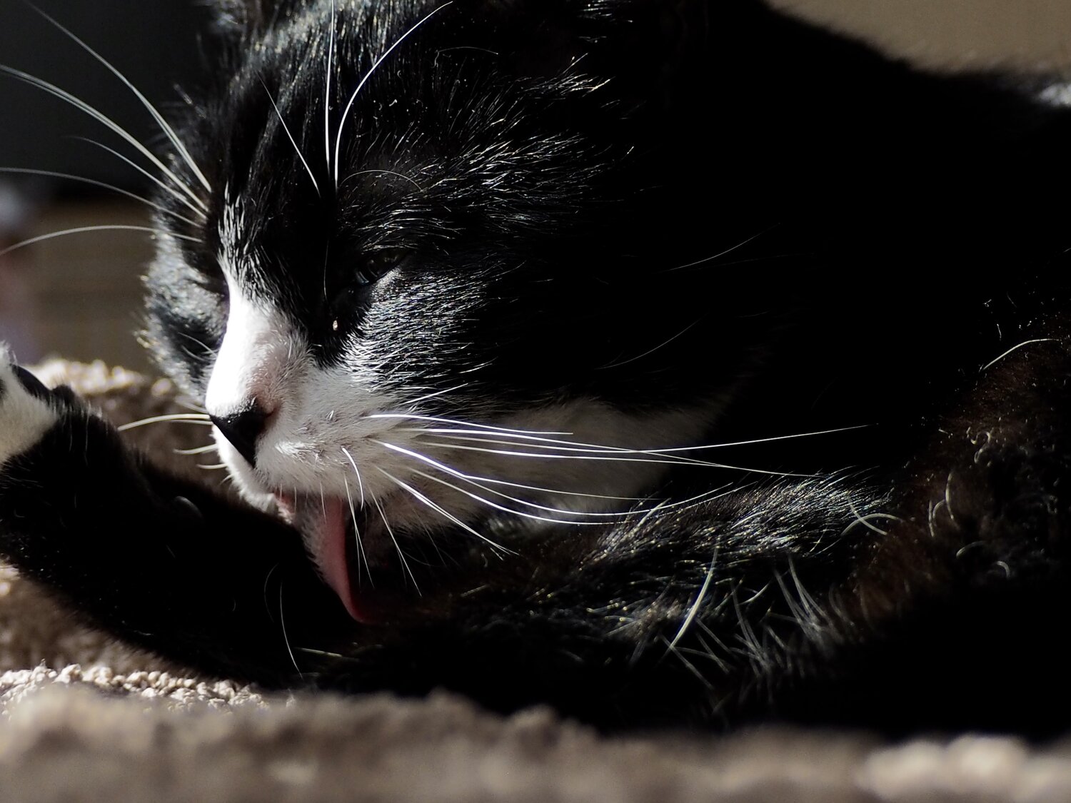 Photo #13379463