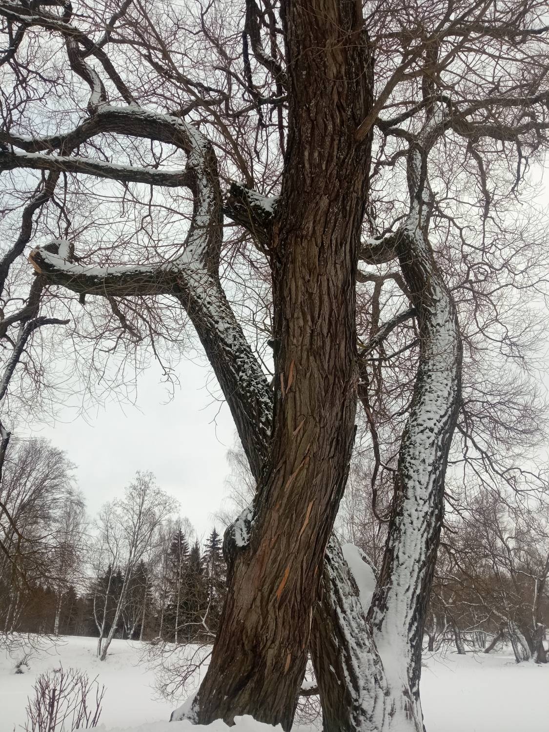 Photo #13379469