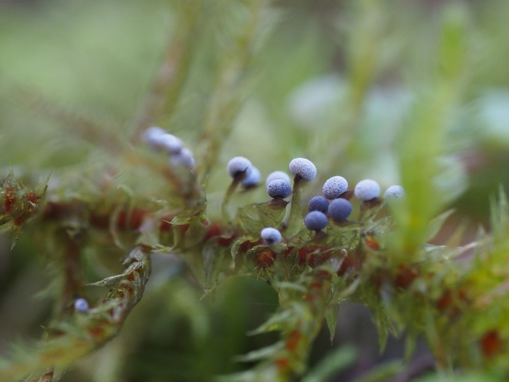 Photograph by Кристина Городецкая