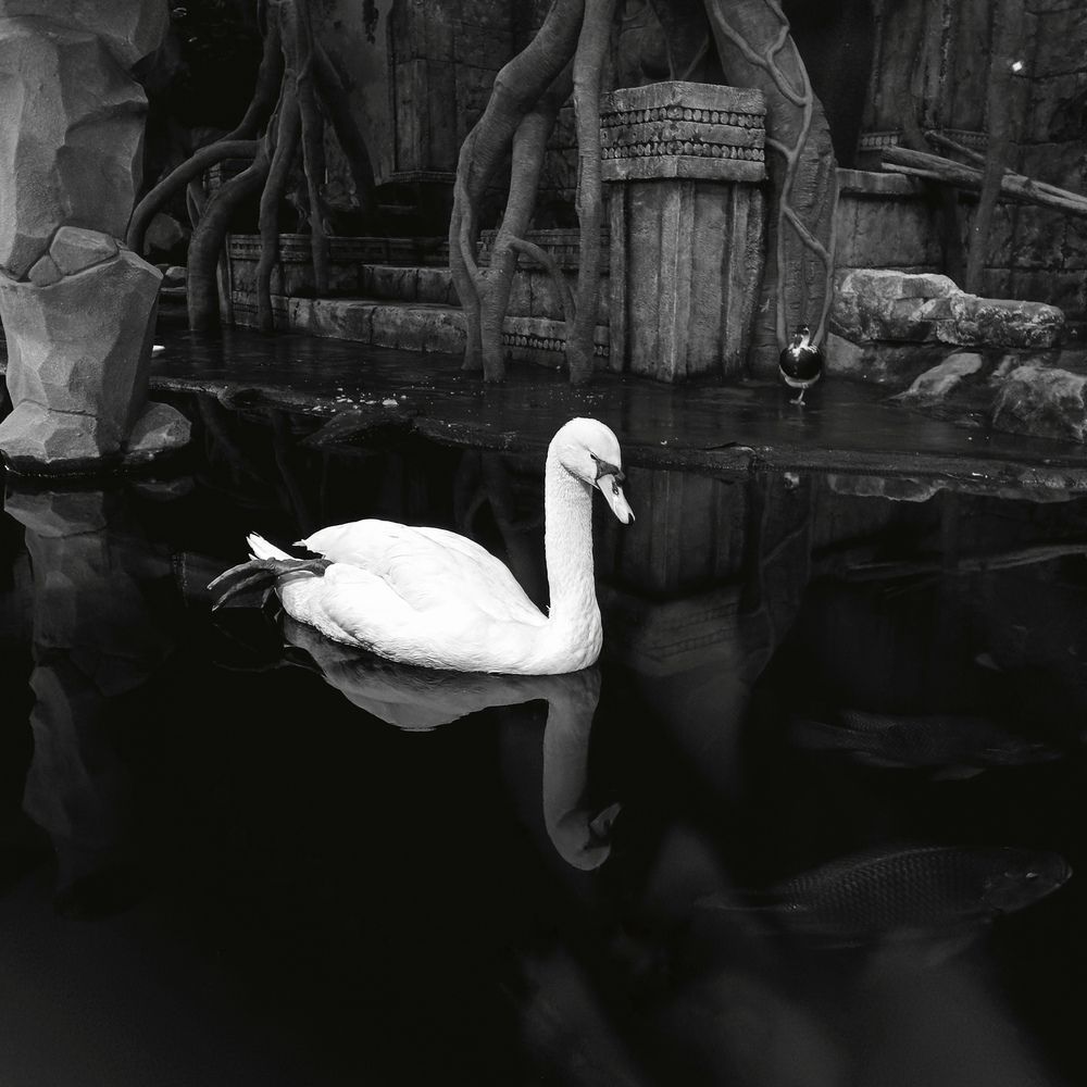 Duality