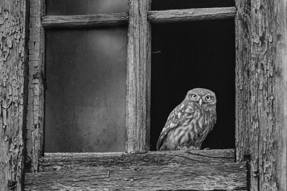 Photograph by Ольга Кукареко