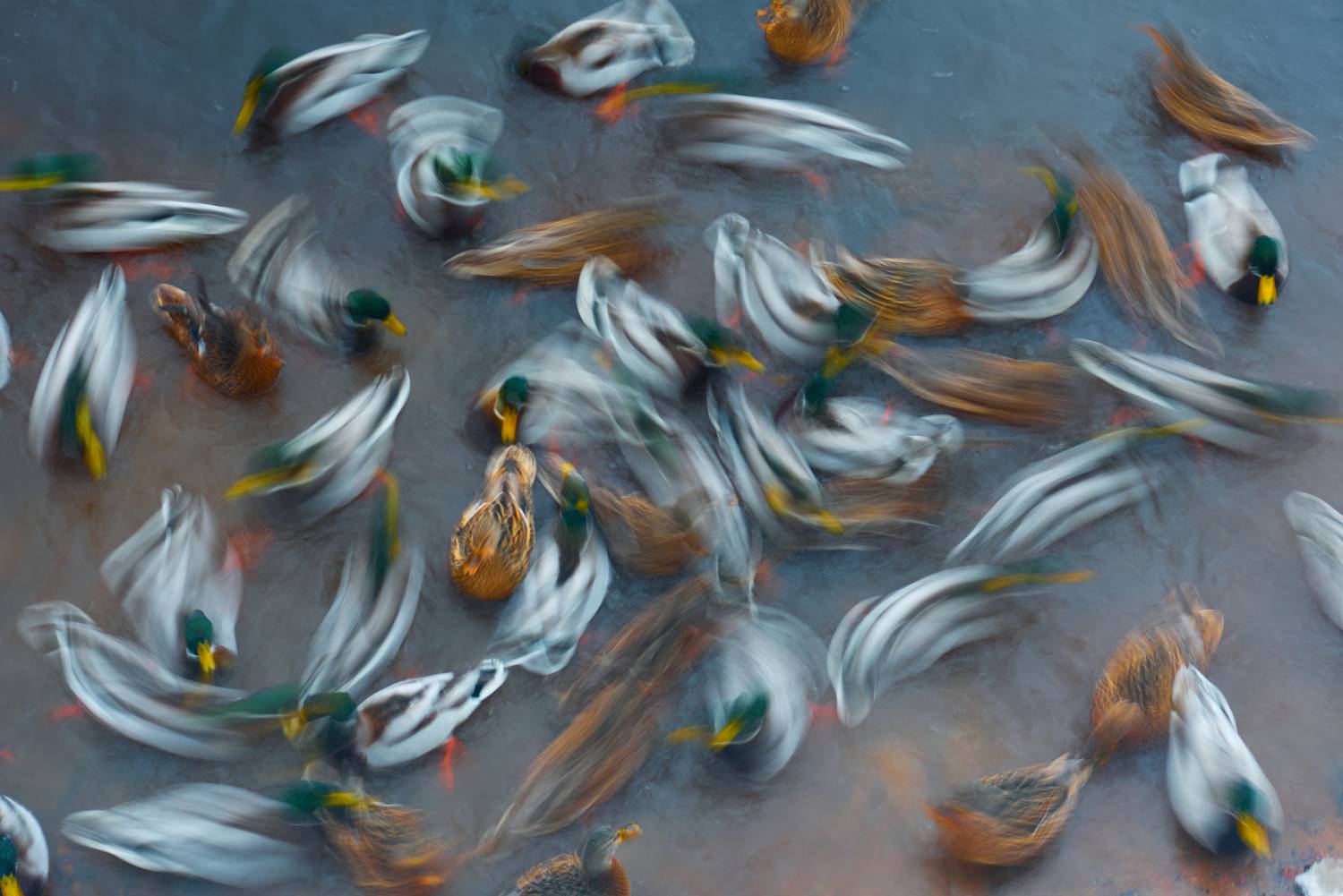 Утиный переполох в парке Утиный переполох в парке