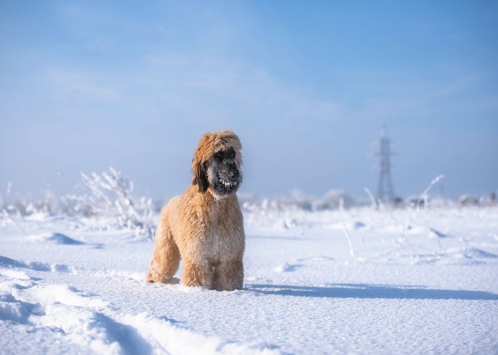 Полярник