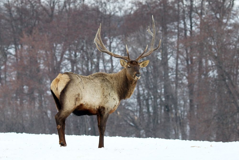 Марал невиданно хорош !