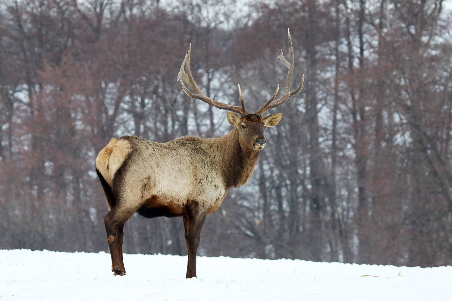 Марал невиданно хорош !