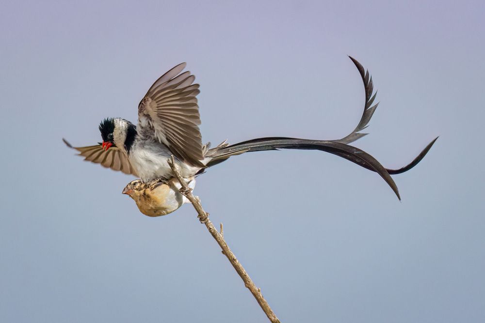 Pint-tailed Whydah Mating Pair