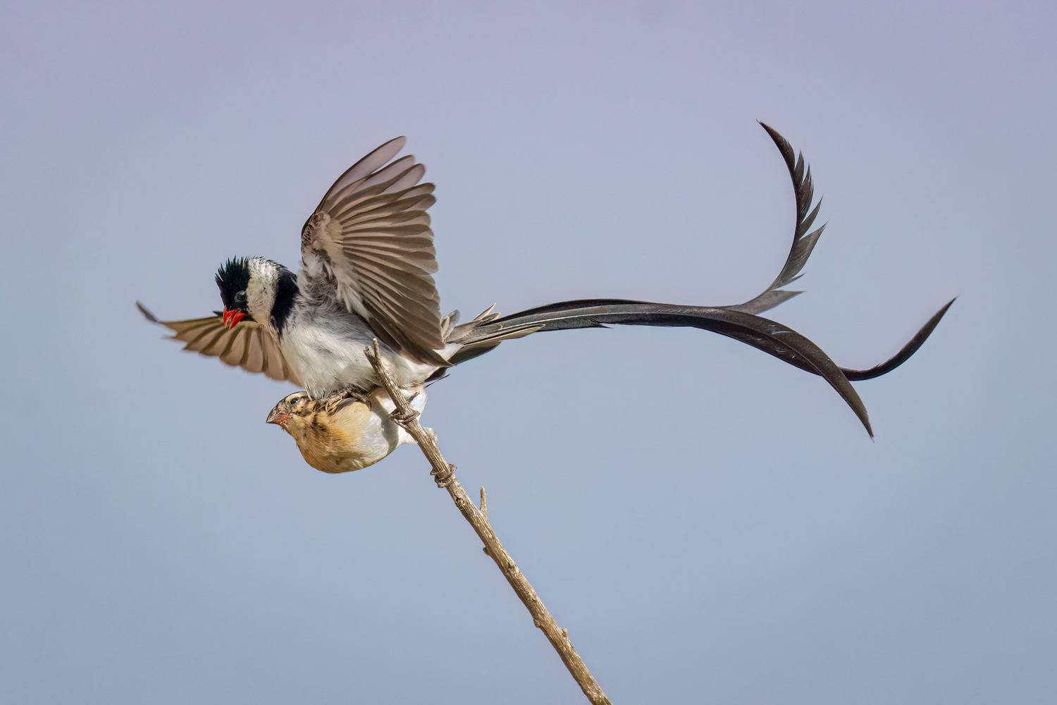 Pint-tailed Whydah Mating Pair