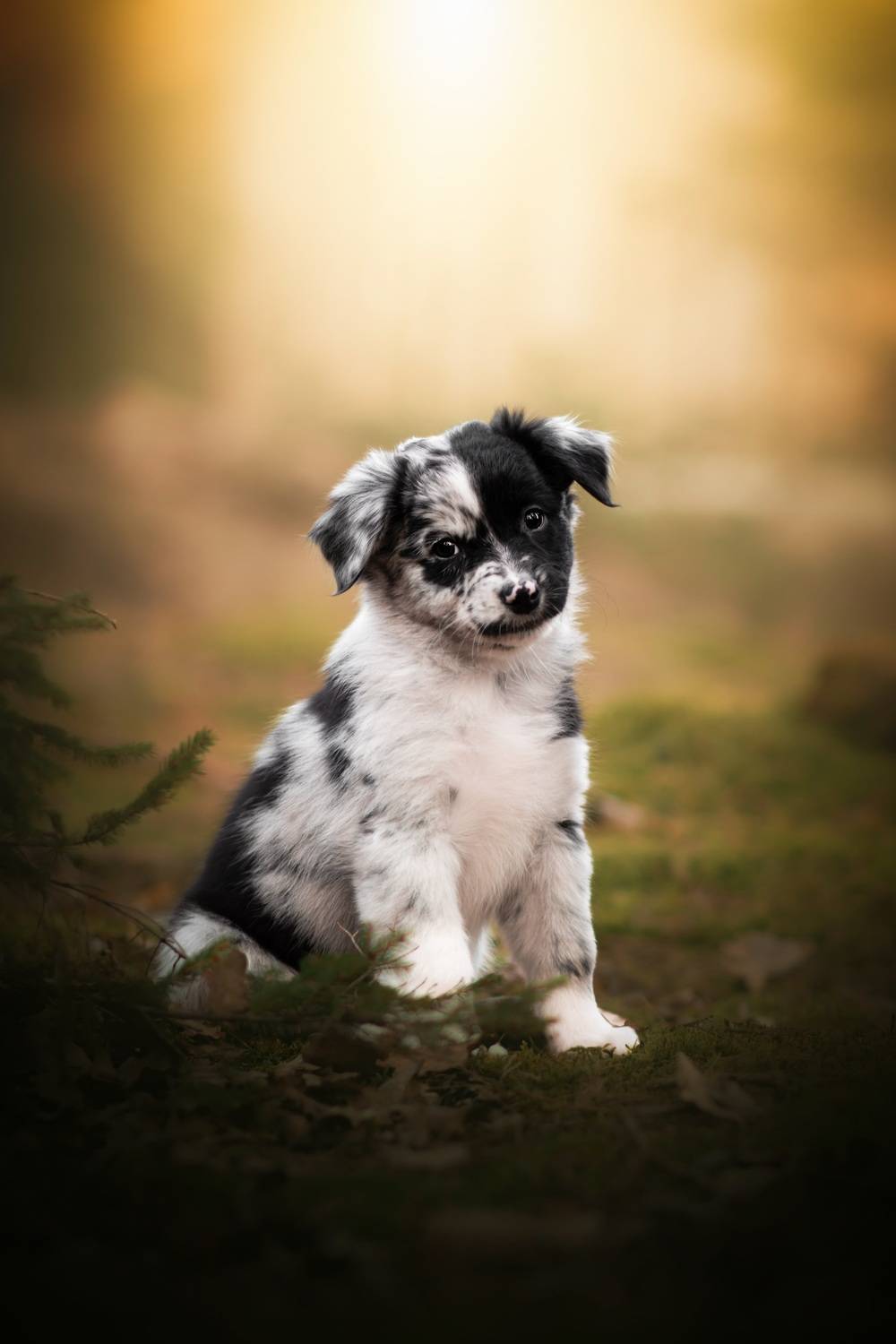 Photo #13382086