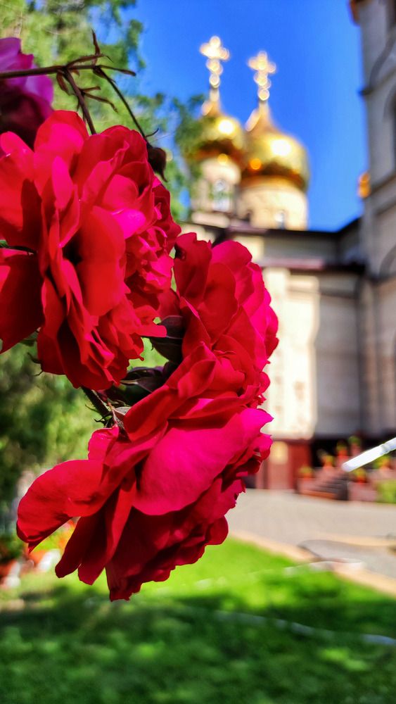 Photograph by Алла Холодова