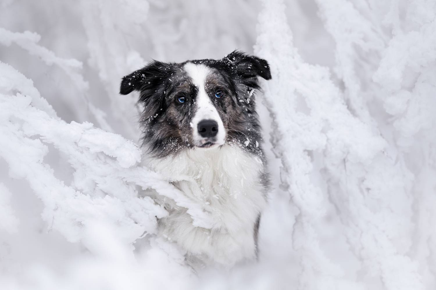 Photo #13382349