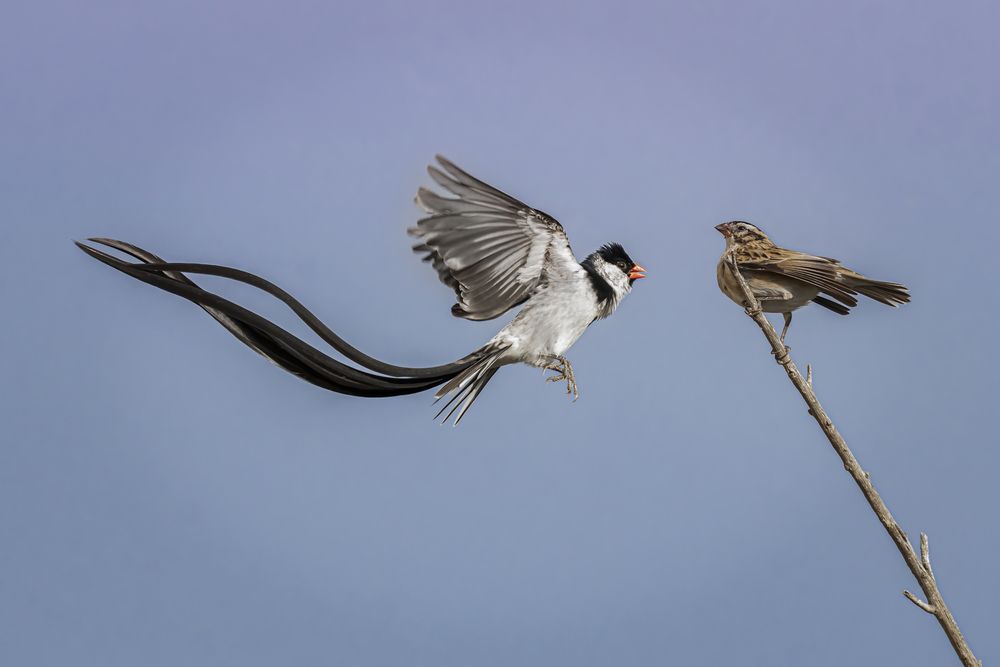 Pintailed Whydah Mating Dance