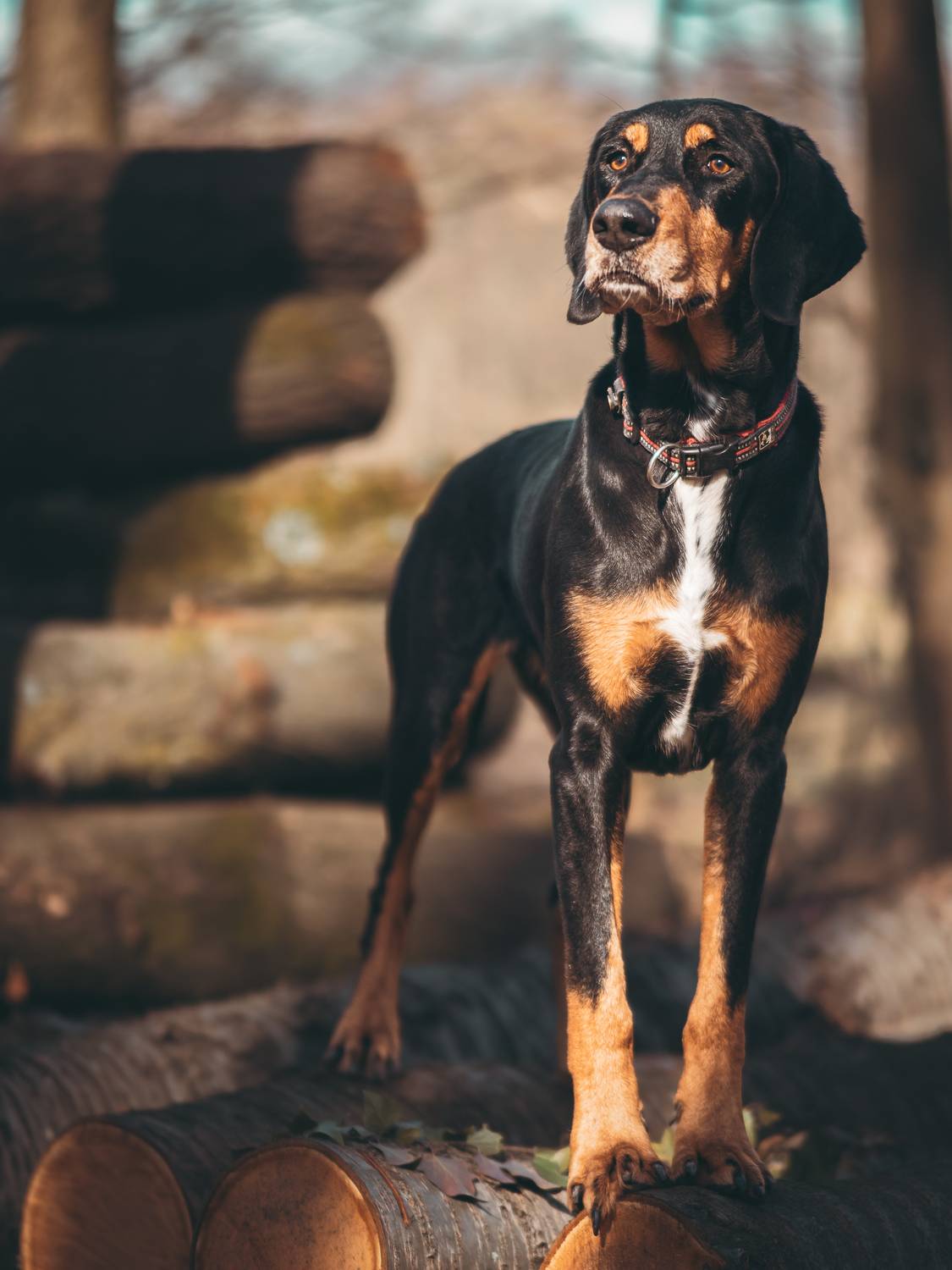 Фотография #13382353