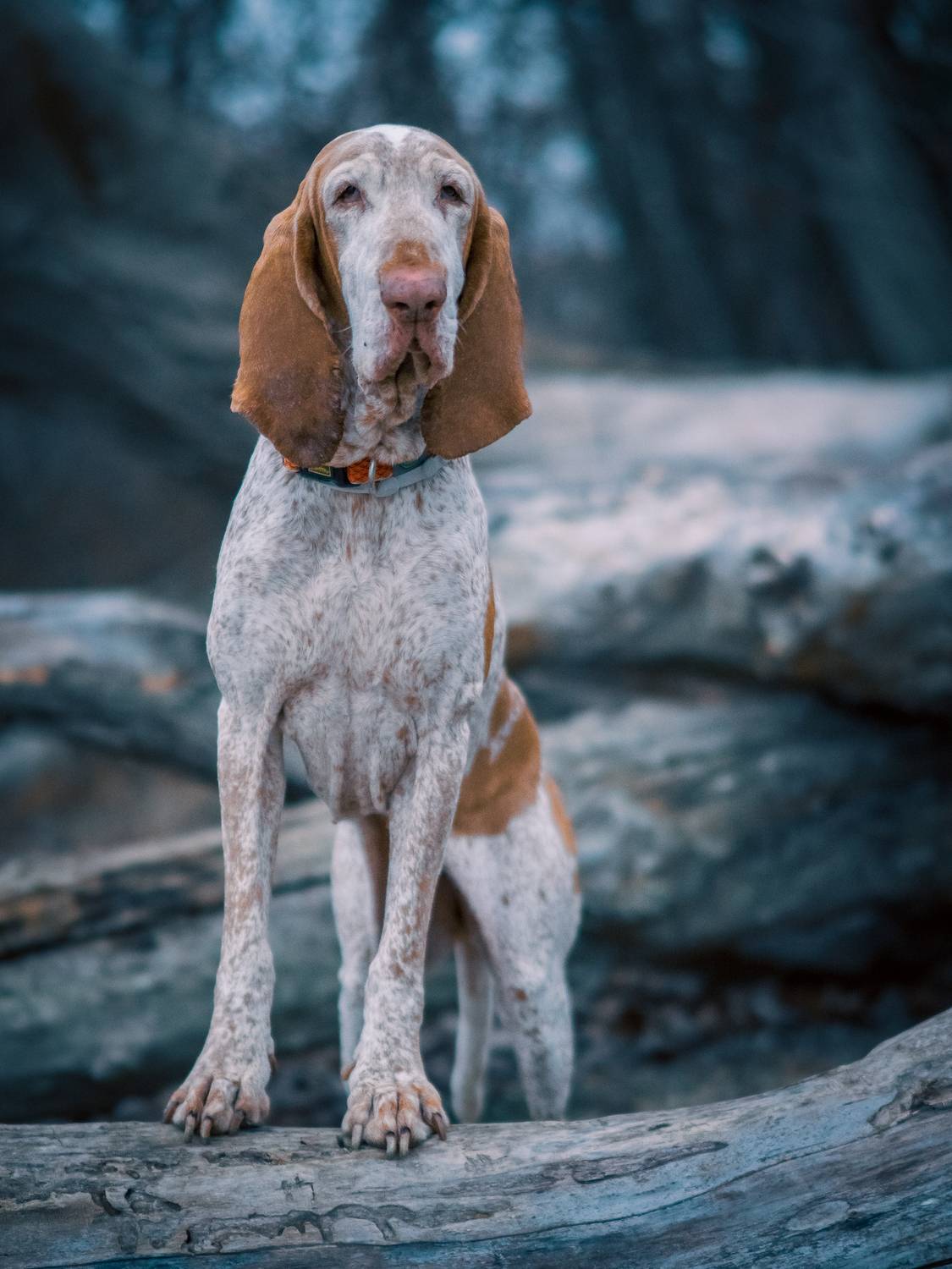 Фотография #13382371