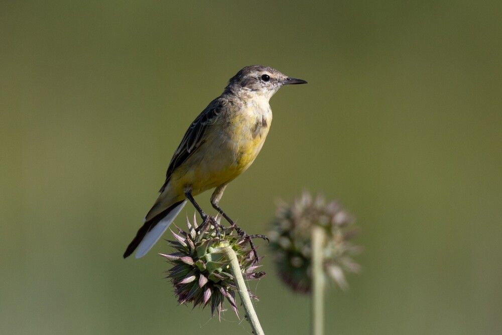 Природный минимализм