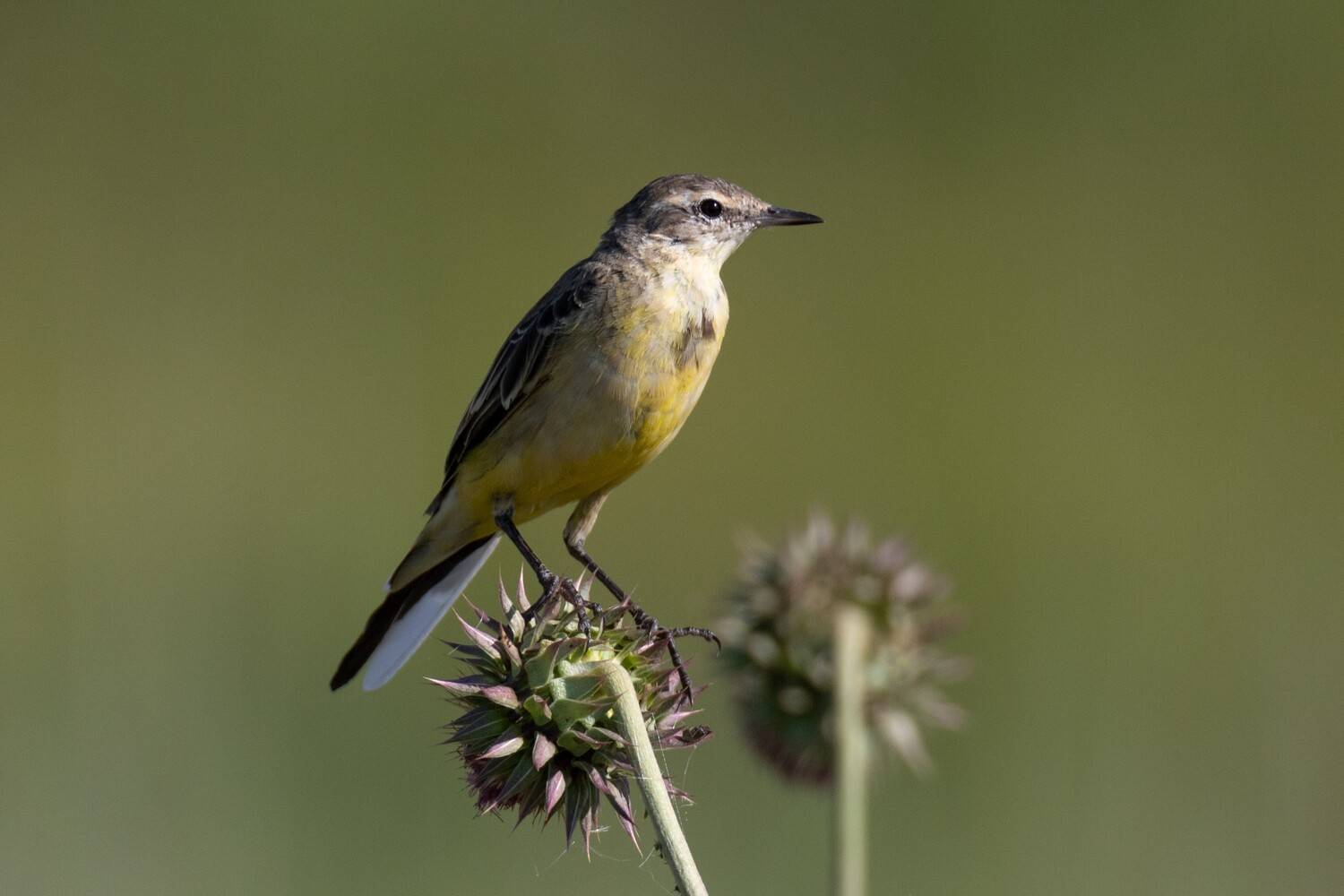 Природный минимализм Природный минимализм