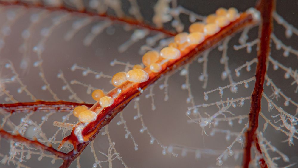 Stroll in the Macro Jungle