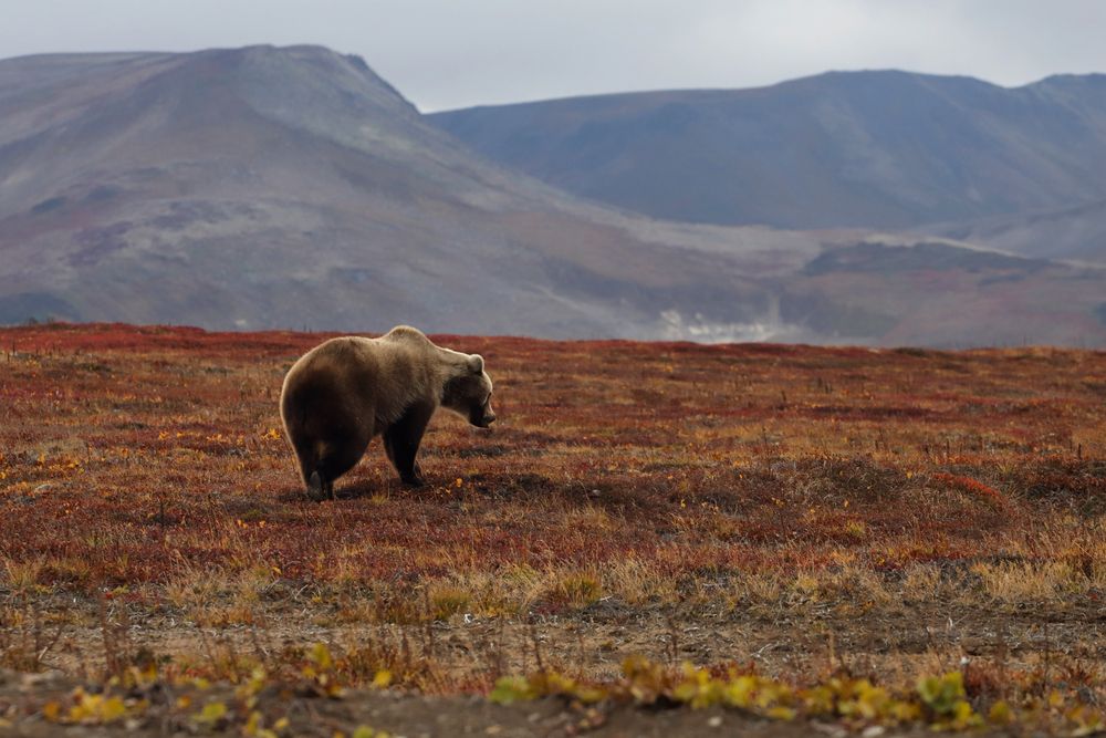 Одинокий странник