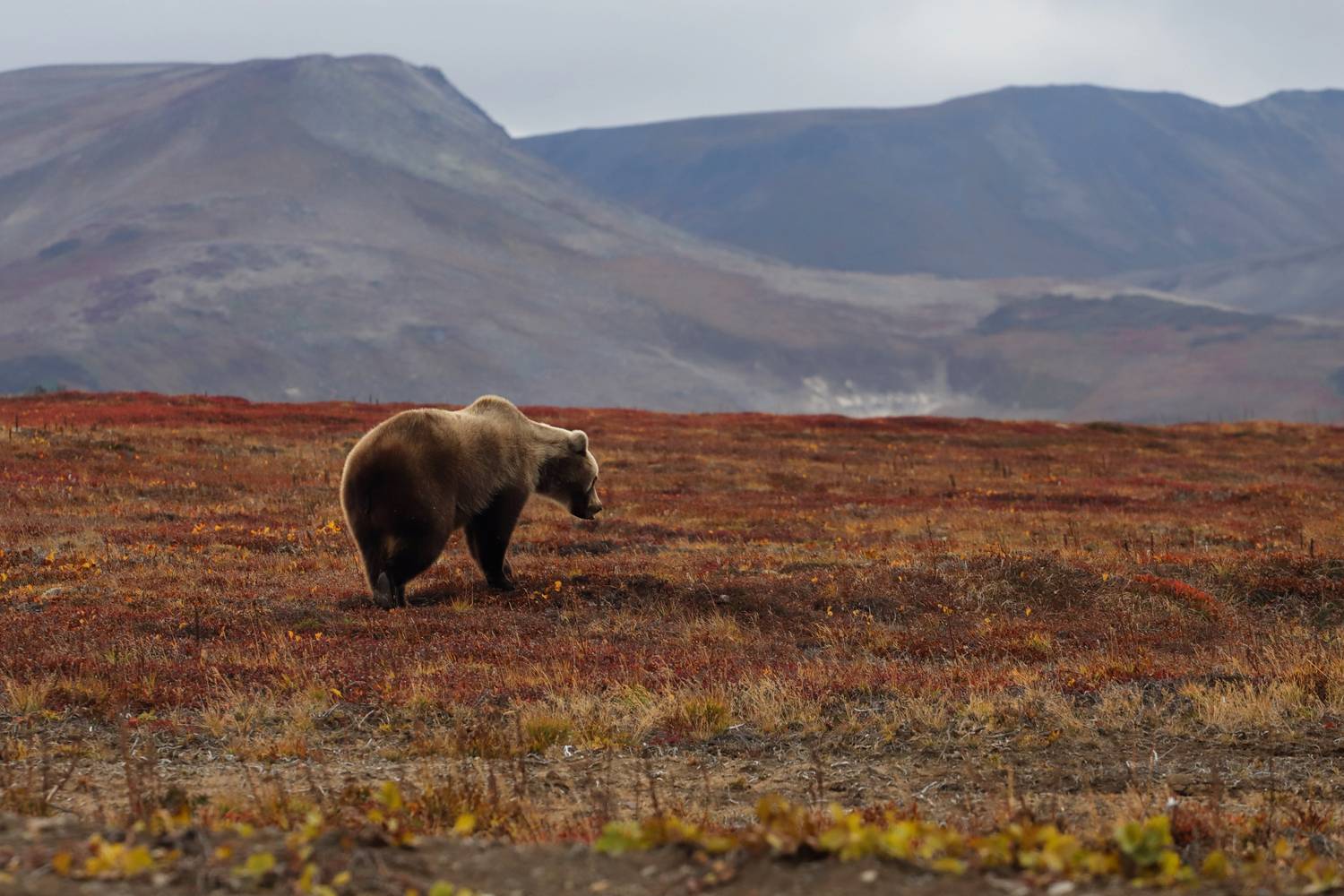 Одинокий странник